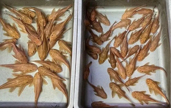 Mengenal Sapu-Sapu Albino yang Jadi Ikan Hias