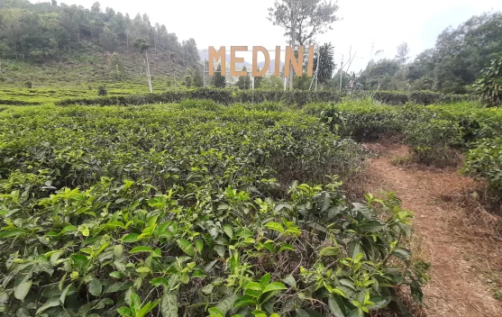 Wisata Kebun Teh Medini di Lereng Gunung Ungaran