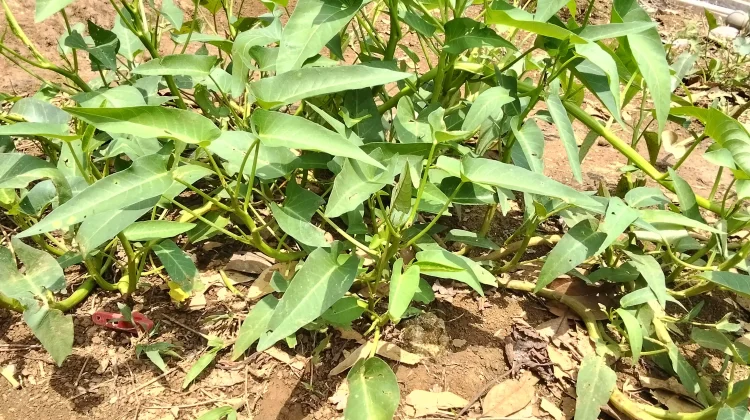 Mandiri Pangan, Cara Menanam Kangkung dari Batangnya