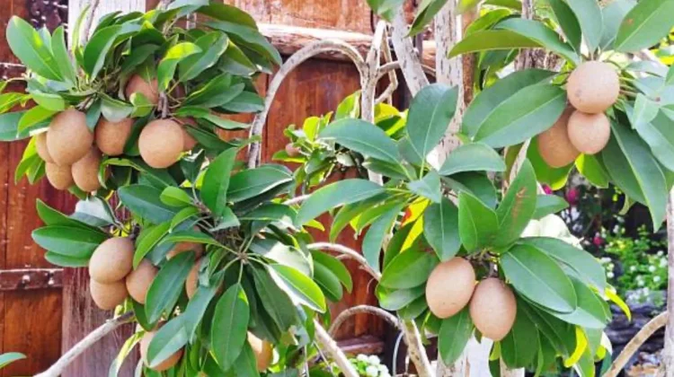 Nutrisi di Balik Manisnya Buah Sawo Lokal