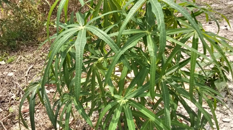 Ketahui Kandungan Zat Sianida pada Daun Singkong