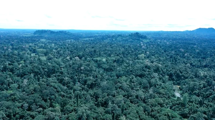 Lahan Subur Intu Lingau Terancam Ekspansi Sawit, Yulianus Henock: Jangan Beri Izin