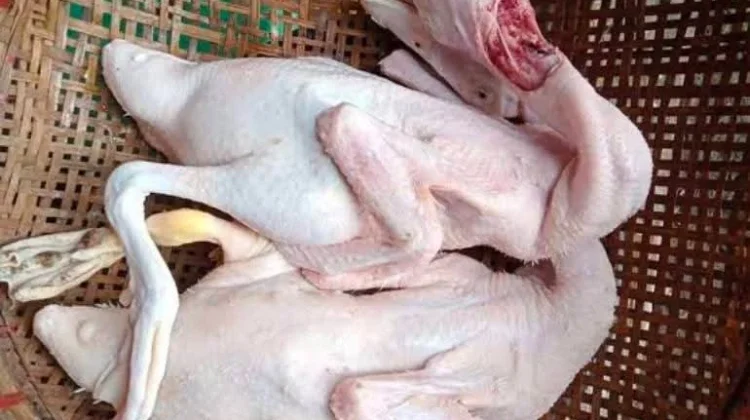 Ketahui Kandungan Kolesterol dalam Daging Bebek