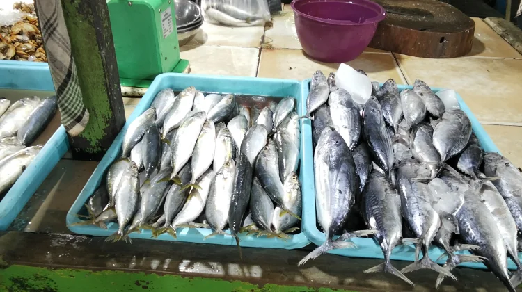 Tips Memilih Ikan Laut Segar Berkualitas