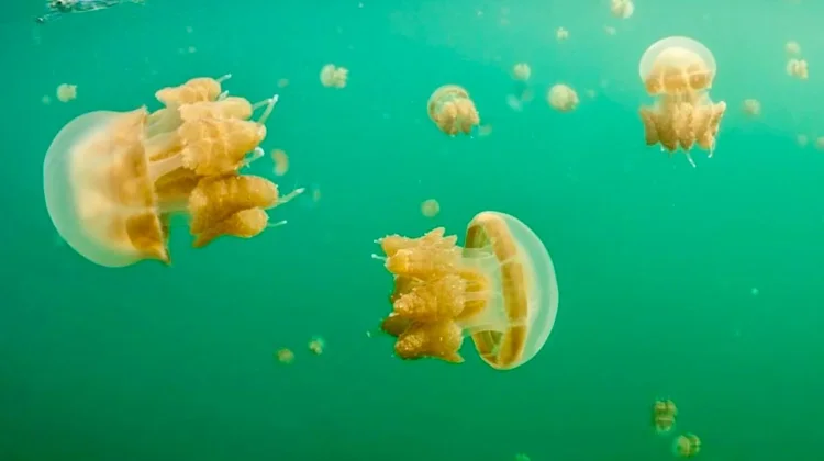 Pesona Danau Ubur-Ubur Purba di Pulau Kakaban Berau