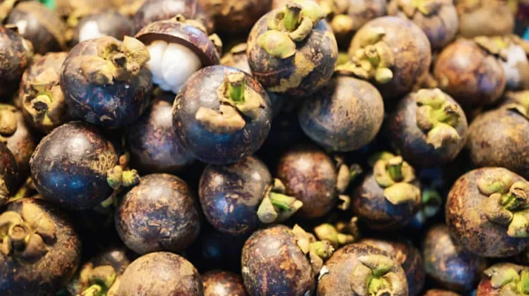 Dijuluki sebagai ratu buah tropis ini manfaat manggis