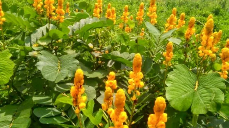 Daun Ketepeng Cina Solusi Alami Penyakit Kulit