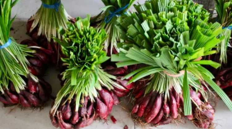 Waspada Efek Samping! Pantangan Minum Bawang Dayak yang Tidak Boleh Diabaikan