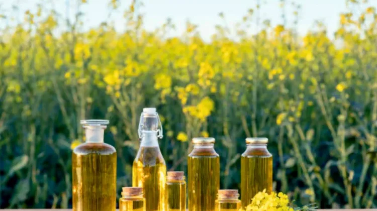 Lima Manfaat Minyak Kanola bagi Kesehatan, Pilihan Minyak Goreng Ramah Jantung