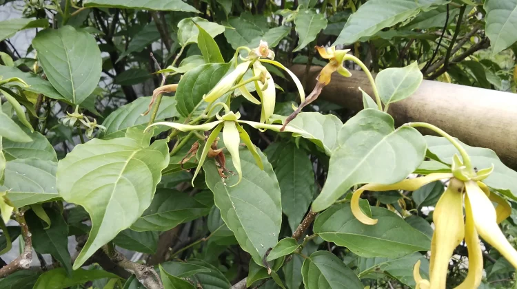 Manfaat Bunga Kenanga untuk Kesehatan, dari Relaksasi hingga Perawatan Kulit
