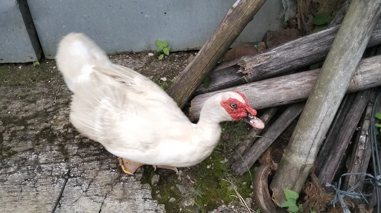Mengenal Jenis Mentok, Peluang Ternak Menjanjikan bagi Pemula