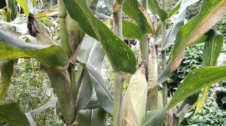 Kenali Varietas Jagung Hibrida Unggul untuk Hasil Maksimal