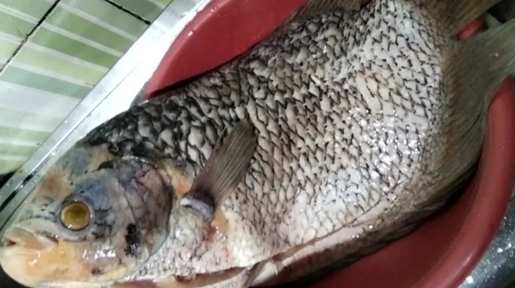 Budidaya Ikan Gurami Untung Besar jelang Lebaran