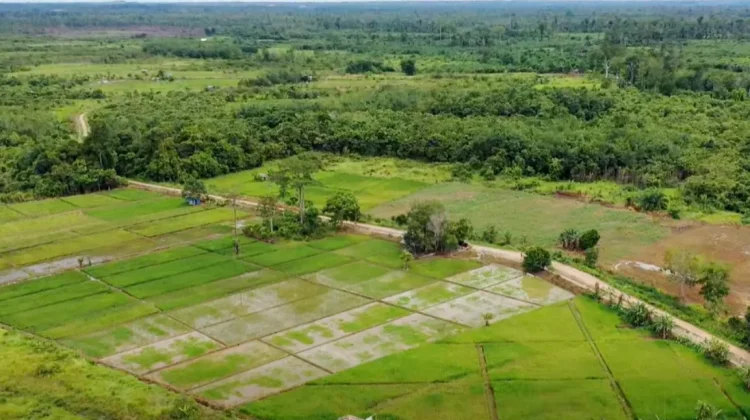 Kementan Bakal Cetak Sawah Baru di Kubar, Siapkan Anggaran Rp164 Miliar