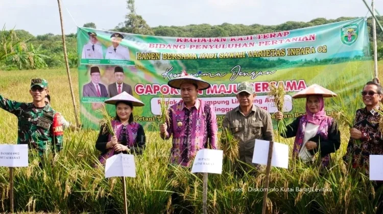 Panen Raya di Rapak Oros, Bupati Kubar Dorong Optimalisasi Lahan Sawah