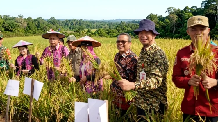 Produksi Padi Kubar Naik Hampir 6.000 Ton, tapi Ketergantungan Masih Tinggi