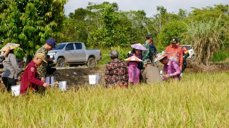 Panen Rapak Oros Kubar Bukti Sukses Inovasi Padi Berbasis Riset