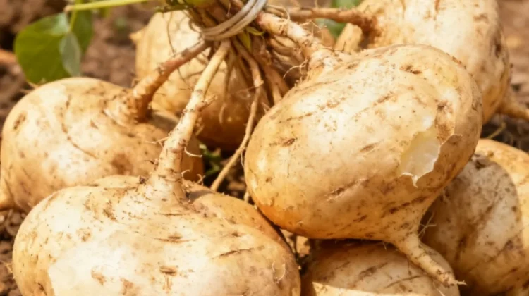 Bengkoang Buah atau Umbi?Yuk Kenali Bengkoang