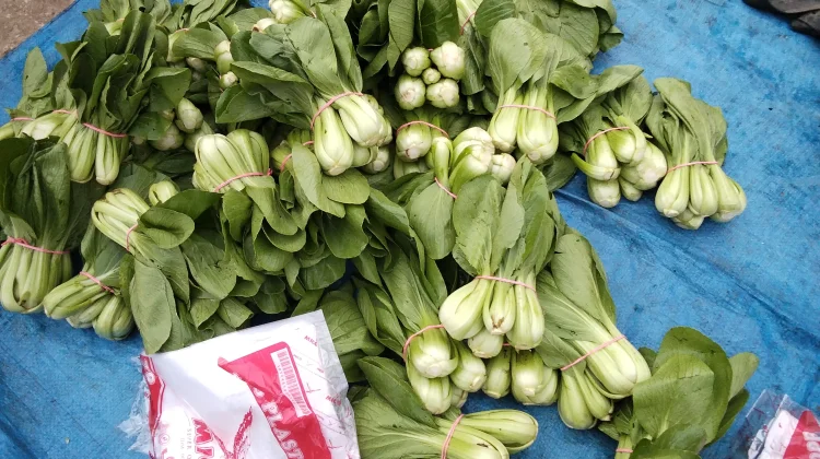 Manfaat Sayur Pakcoy bagi Kesehatan, Kaya Nutrisi dan Mudah Diolah