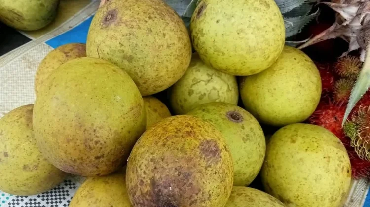Buah Asam Putar Mulai Dijual di Barong Tongkok, Harga Terjangkau