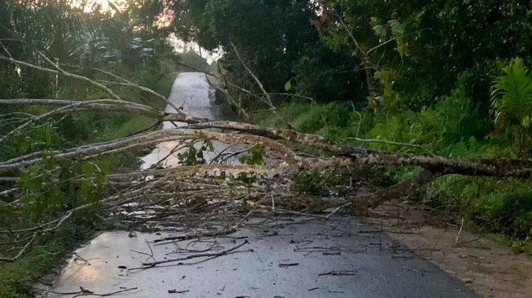 Pohon Tumbang Tutup Jalan, Warga Bangun Sari Diimbau Waspada