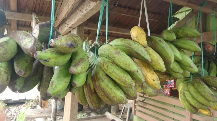 Pedagang Pisang Kubar Bertahan Andalkan Hasil Kebun Sendiri