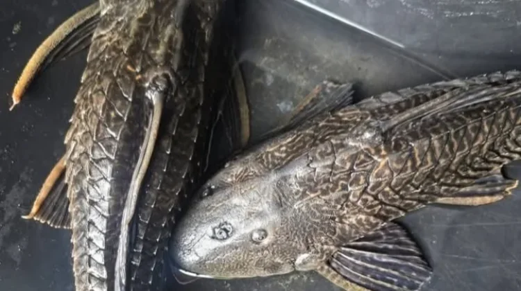 Kenali Risiko Konsumsi Ikan Sapu Sapu Tercemar