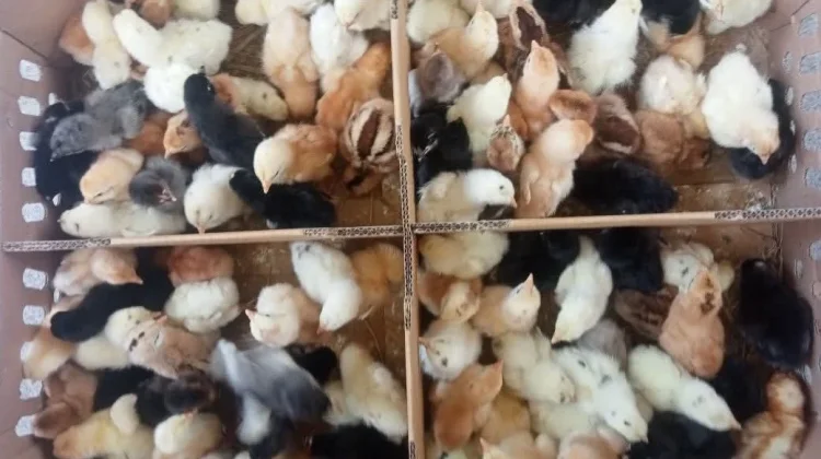 Panduan Lengkap Perawatan Anak Ayam bagi Peternak Pemula