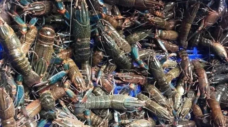 Manfaat Konsumsi Lobster untuk Jantung Otak dan Imunitas