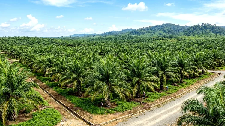 DPRD Kutai Barat Usulkan Satgas Pengawasan Perkebunan Sawit Permanen