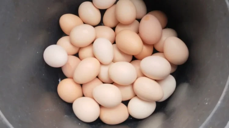 Telur Ayam Kampung untuk Jamu, Manfaat dan Keamanannya