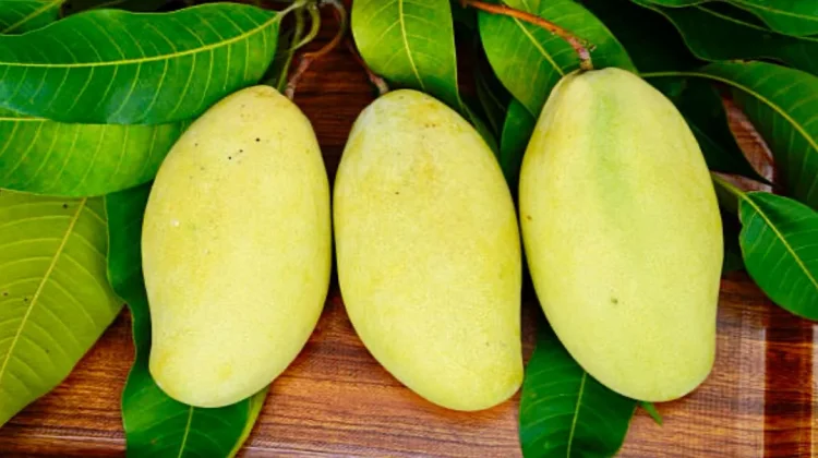 Mangga Punya Hari Perayaan Sendiri, Buah Tropis Ini Digemari di Seluruh Dunia