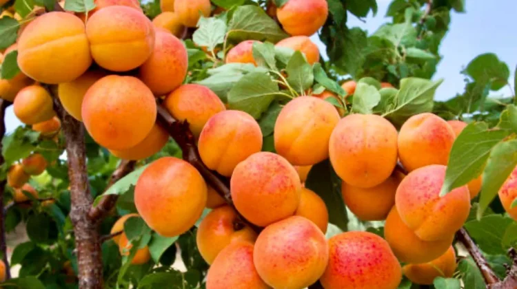 Buah Kecil nan Ajaib: Manfaat Buah Aprikot yang Tak Perlu Diragukan Lagi