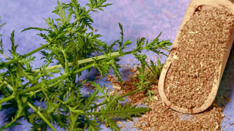 Melampaui Obat Antimalaria Manfaat Artemisia Annua bagi Imunitas Tubuh