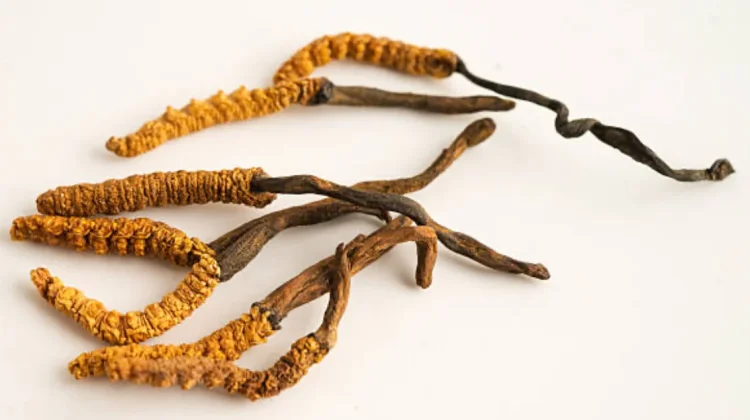 Emas Hitam dari Pegunungan Menilik Manfaat Vital Cordyceps