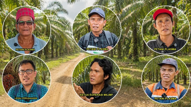 13 Tahun Menanti Kejelasan Plasma, Petani Sawit PT MWJP Dibebani Utang Miliaran