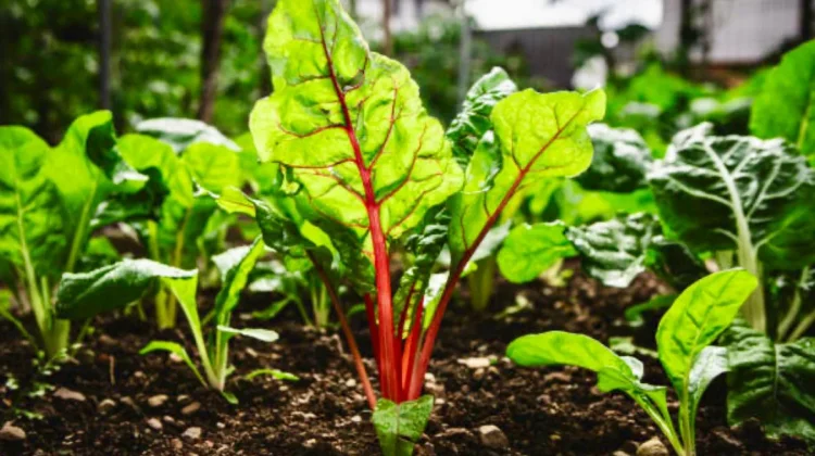 Manfaat Rhubarb bagi Kesehatan yang Perlu Diketahui
