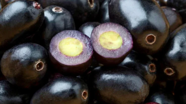 Ungu yang Berkhasiat:  Manfaat Buah Jamblang yang Menakjubkan