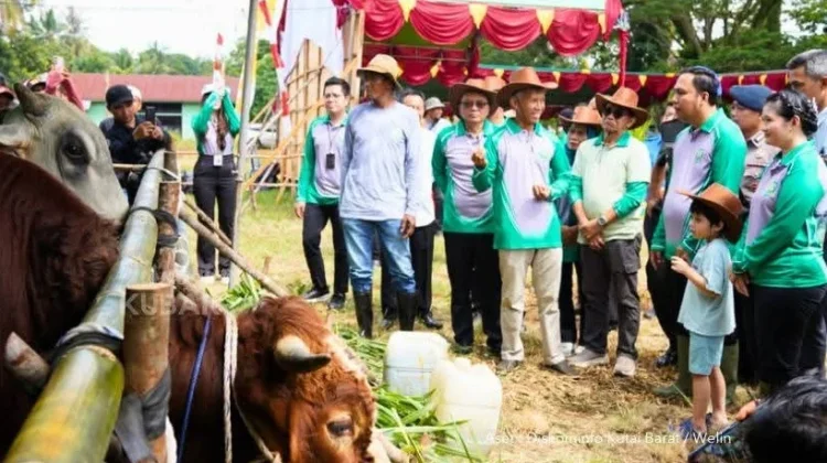 Kontes Ternak Kubar Jadi Pemicu Peningkatan Kualitas Peternak