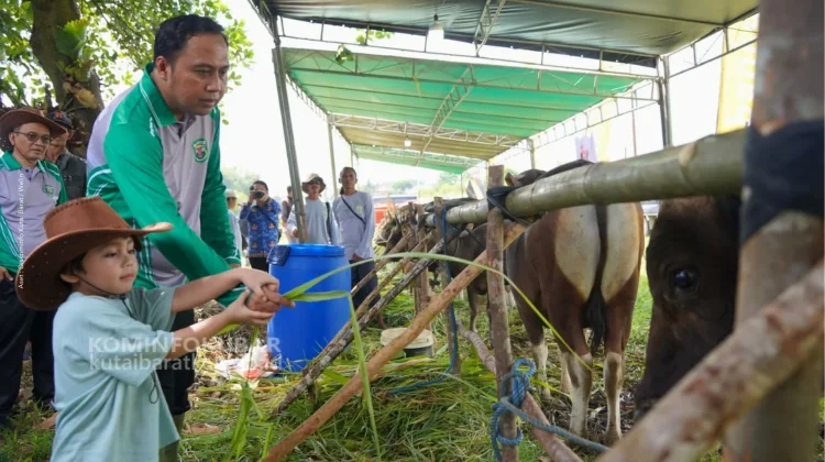 Pemkab Kubar Siapkan Rp2,7 Miliar untuk Program Desa Ternak Terintegrasi
