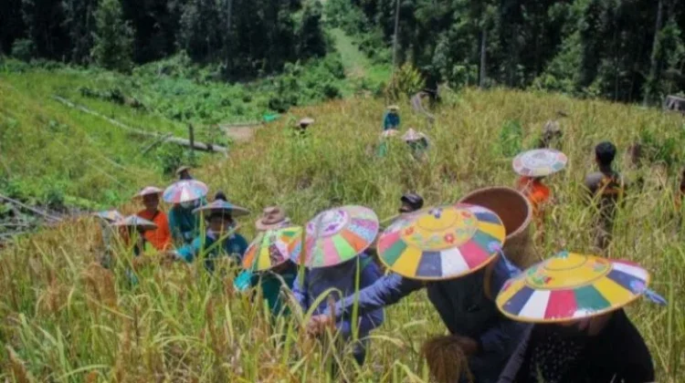 Aparatur Kampung Dorong Perda Pembayaran Honor Ahli Pertanian di Mahulu