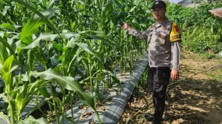 Polsek Loa Janan Dampingi Warga Budidaya Jagung