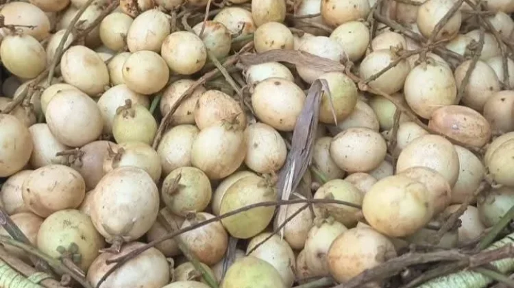 Buah Rambai Lokal Kaya Nutrisi dan Manfaat Kesehatan