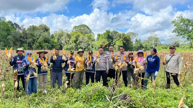 Panen Jagung di Linggang Bigung Dukung Ketahanan Pangan Nasional