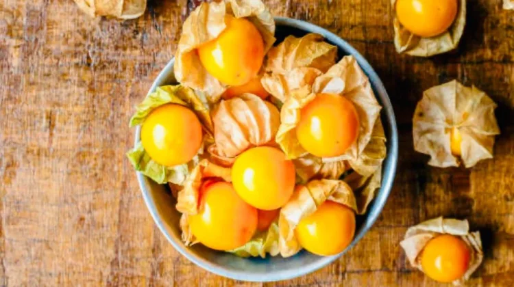 Buah Ciplukan Jadi Primadona Herbal, Ini Khasiat dan Cara Aman Mengonsumsinya