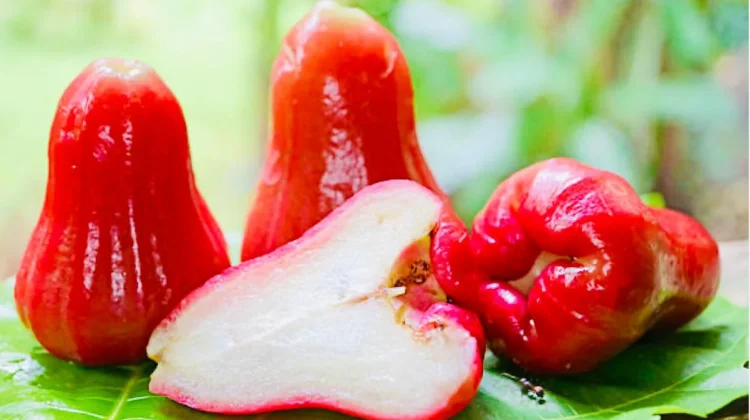 Jambu Air Kaya Manfaat, Bantu Jaga Pencernaan hingga Kesehatan Kulit