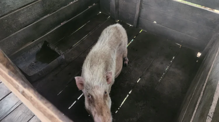 Usaha Ternak Babi Jadi Penopang Ekonomi Warga Kampung Empakuq