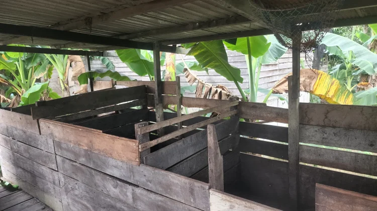 Ternak Babi Jadi Harapan Tambahan Penghasilan Guru di Kampung Empakuq