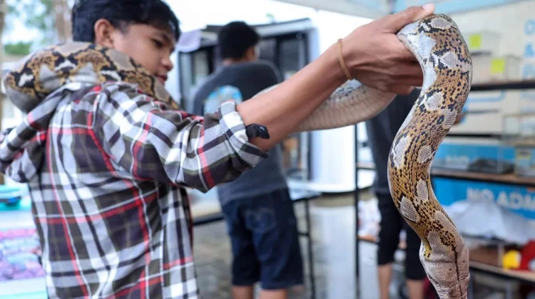 Pameran Reptil Eksotis Ramaikan Libur Panjang di IKN