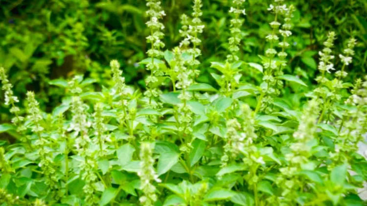 Manfaat Daun Kemangi, Sayur Sehat yang Tidak Perlu Dimasak Plus Tips Konsumsinya